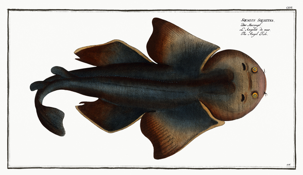 Angelshark Monkfish Print