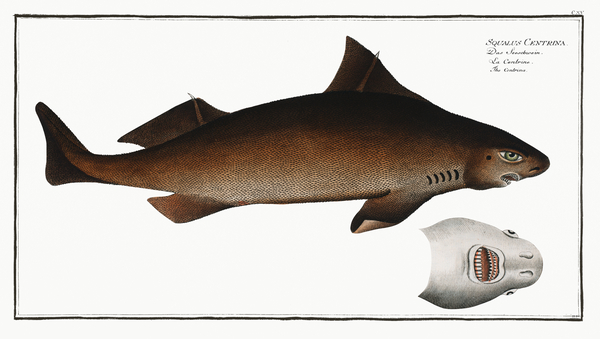 Angular Roughshark Print