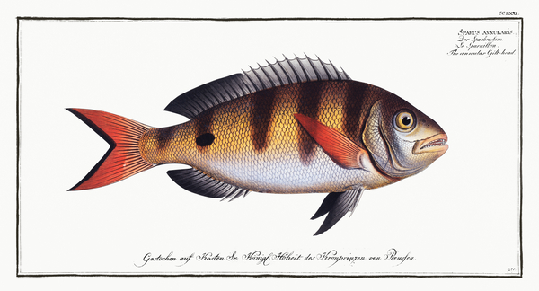 Annular Seabream Print