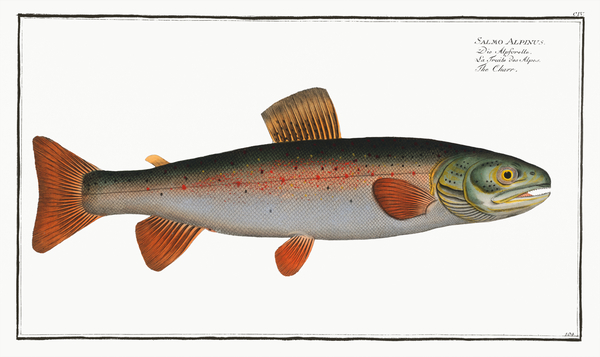 Arctic Char by History In Your Home