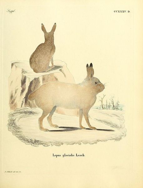 Arctic Hare Print