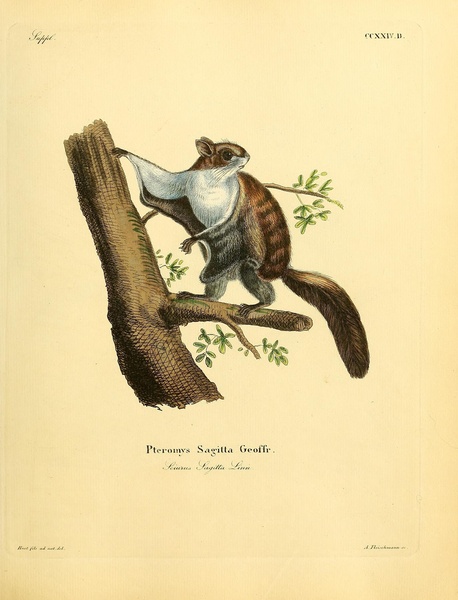 Arrow Tailed Flying Squirrel Print