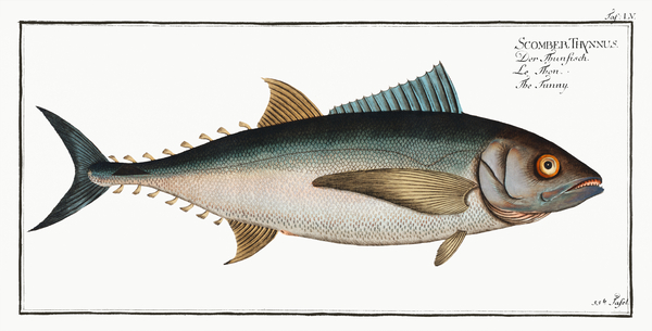 Atlantic Bluefin Tuna by History In Your Home