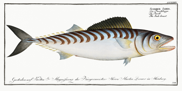 Atlantic Bonito by History In Your Home