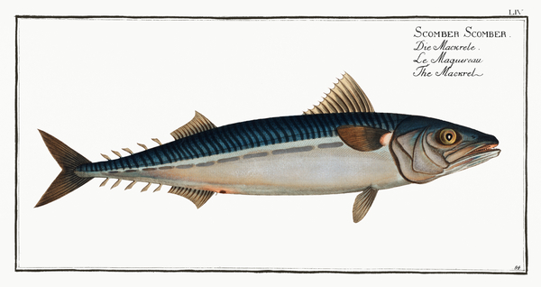 Atlantic Boston Mackerel by History In Your Home