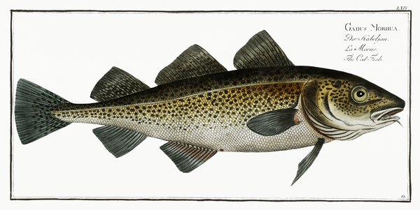 Atlantic Cod Print