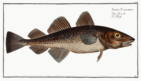 Atlantic Cod 2 Print