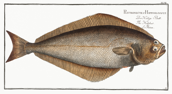 Atlantic Halibut Print