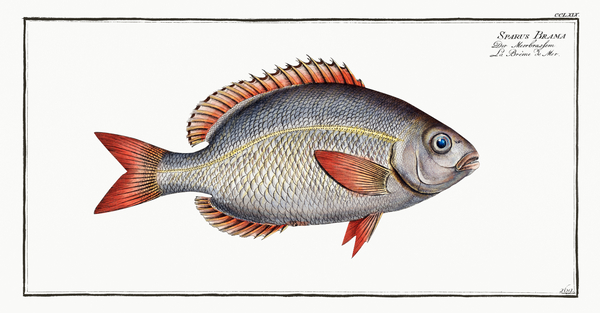 Atlantic Pomfret Ray s Bream 2 by History In Your Home