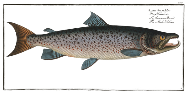 Atlantic Salmon Print