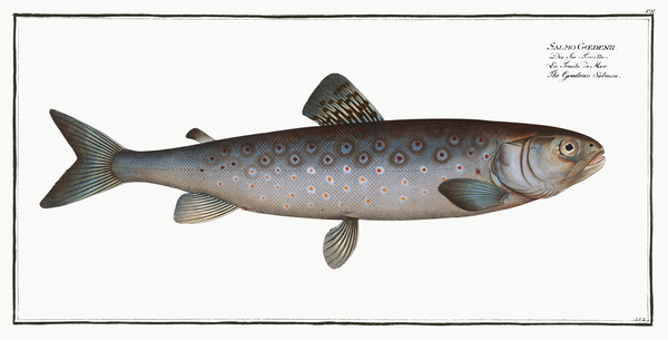 Atlantic Salmon 2 by History In Your Home
