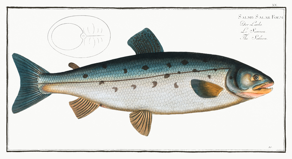 Atlantic Salmon 3 by History In Your Home