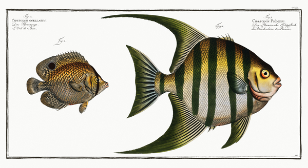 Atlantic Spadefish and Spotfin Butterflyfish by History In Your Home