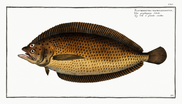 Atlantic Spotted Flounder by History In Your Home