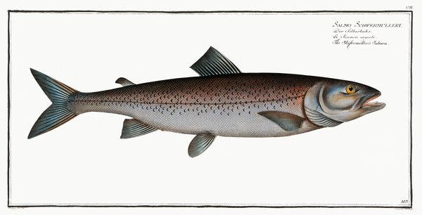 Austrian Lakes Trout by History In Your Home