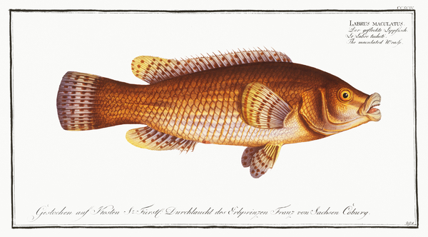Ballan Wrasse by History In Your Home