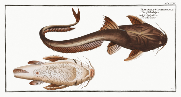 Banded Banjo Catfish by History In Your Home