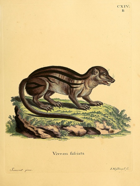 Banded Palm Civet by History In Your Home