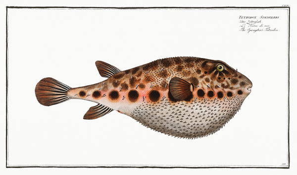 Bandtail Puffer Print