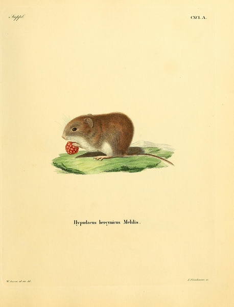Bank Vole Print