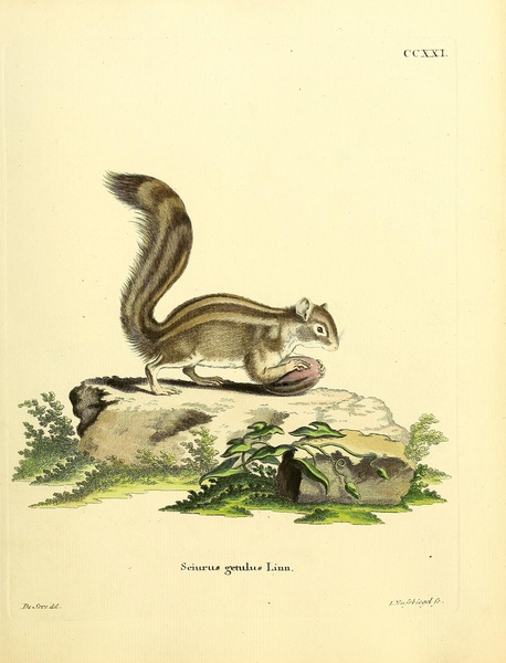 Barbary Ground Squirrel Print