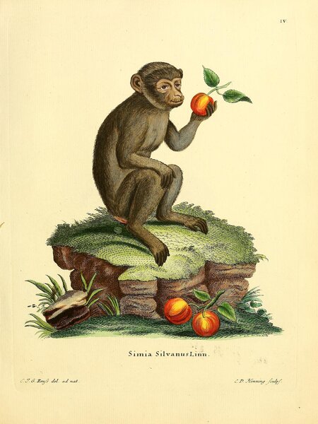 Barbary Macaque Ape by History In Your Home