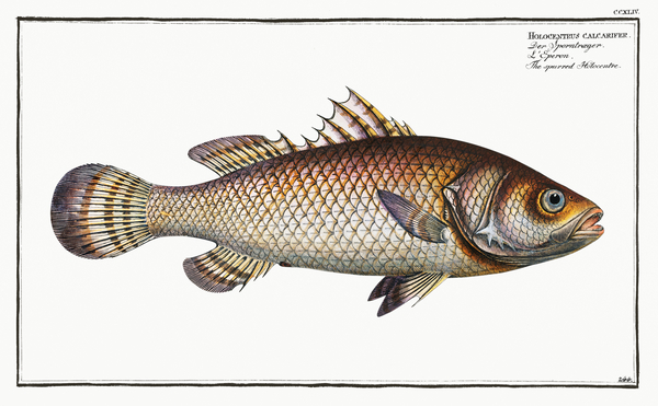 Barramundi Asian Sea Bass by History In Your Home