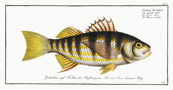 Barred Grunt Print