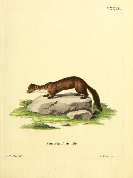 Beech Marten Print
