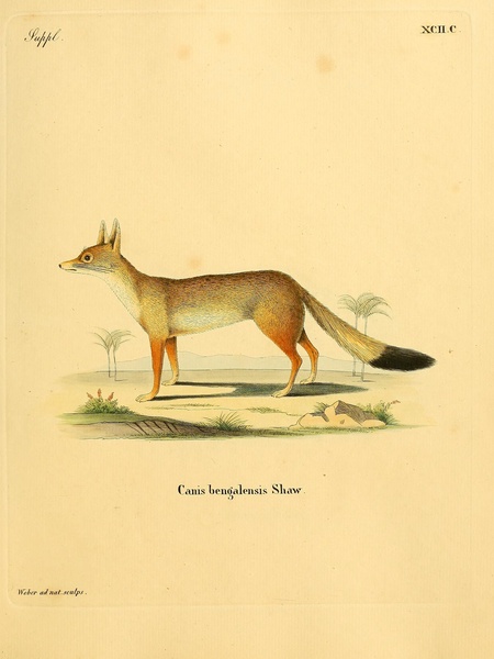 Bengal Fox Print