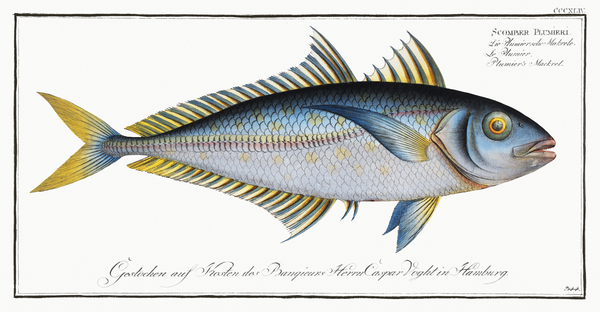 Bigeye Scad by History In Your Home