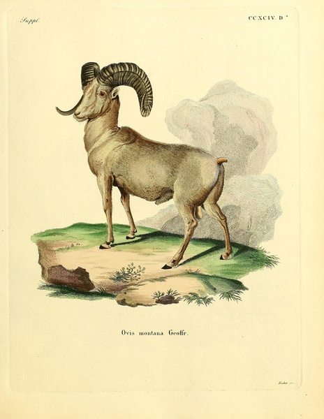 Bighorn Sheep Print