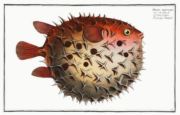 Birdbeak Burrfish Pufferfish by History In Your Home