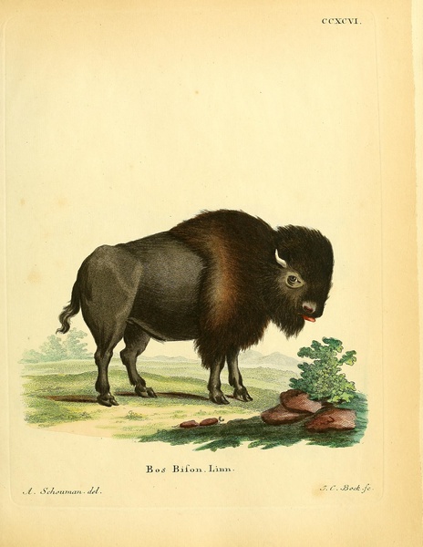 Bison Print
