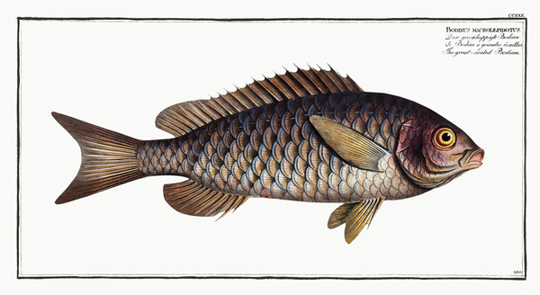 Black Banded Hogfish by History In Your Home
