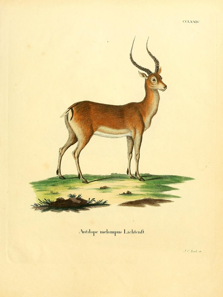 Black Faced Impala Print