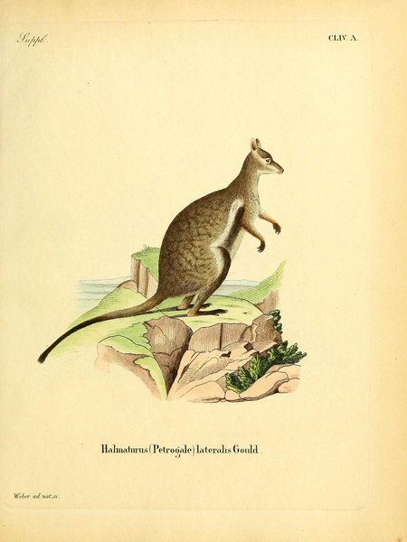 Black Flanked Wallaby Print