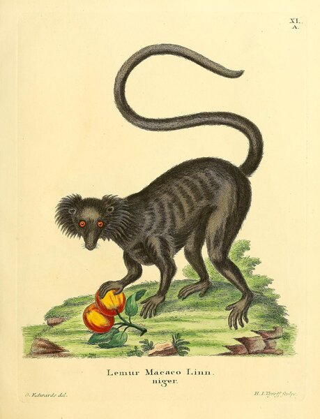 Black Lemur Print