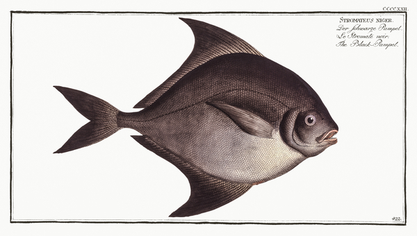 Black Pomfret Print