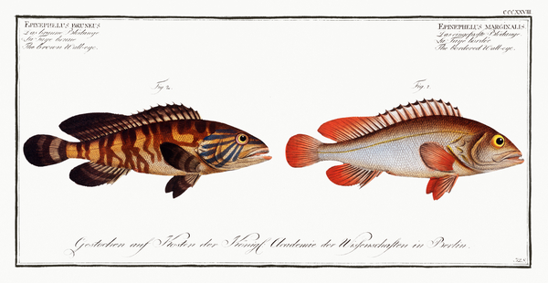 Blacktip Grouper  Longtooth Grouper by History In Your Home