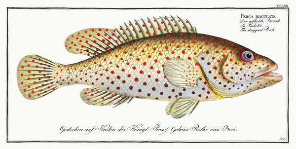 Blacktip Redbanded Grouper by History In Your Home