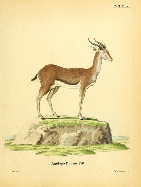 Blesbok or Blesbuck Print