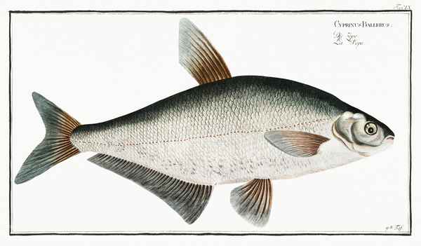 Blue Bream Zope by History In Your Home