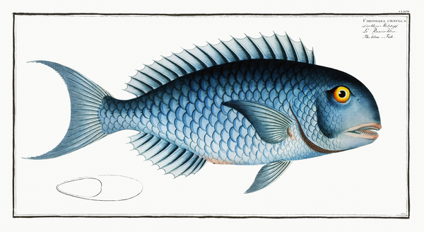 Blue Parrotfish Print