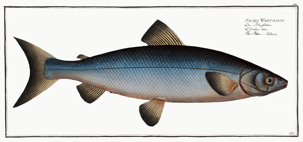 Blue Whitefish Print