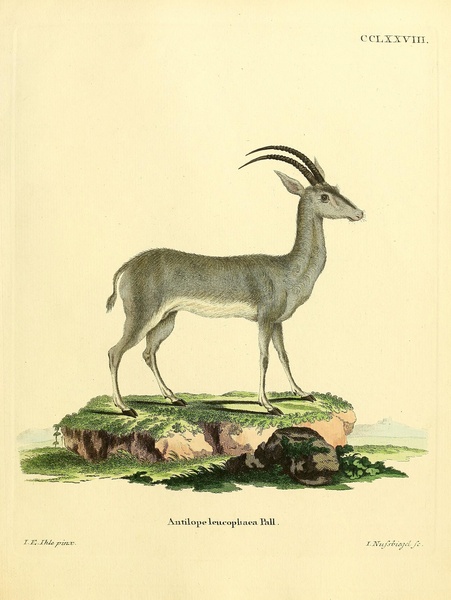 Bluebuck Print
