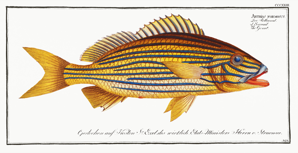 Bluestriped Boar Grunt by History In Your Home