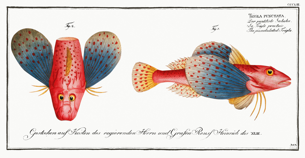 Bluewing Sea Robin Print