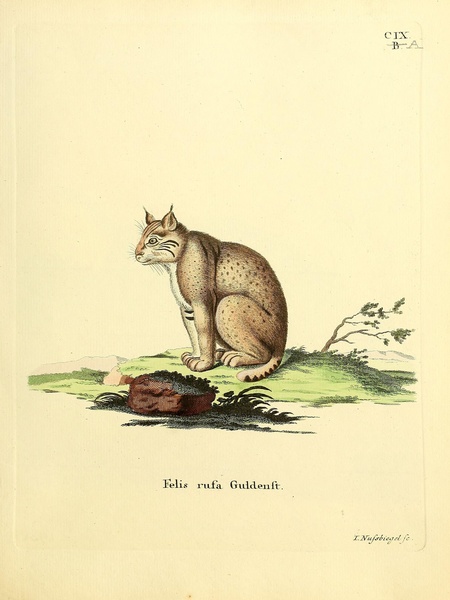 Bobcat Print