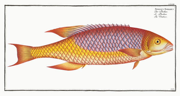 Bodianus Hogfish Print